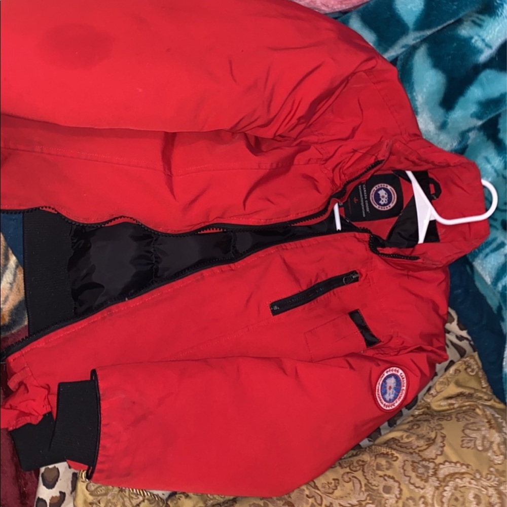 Canada goose